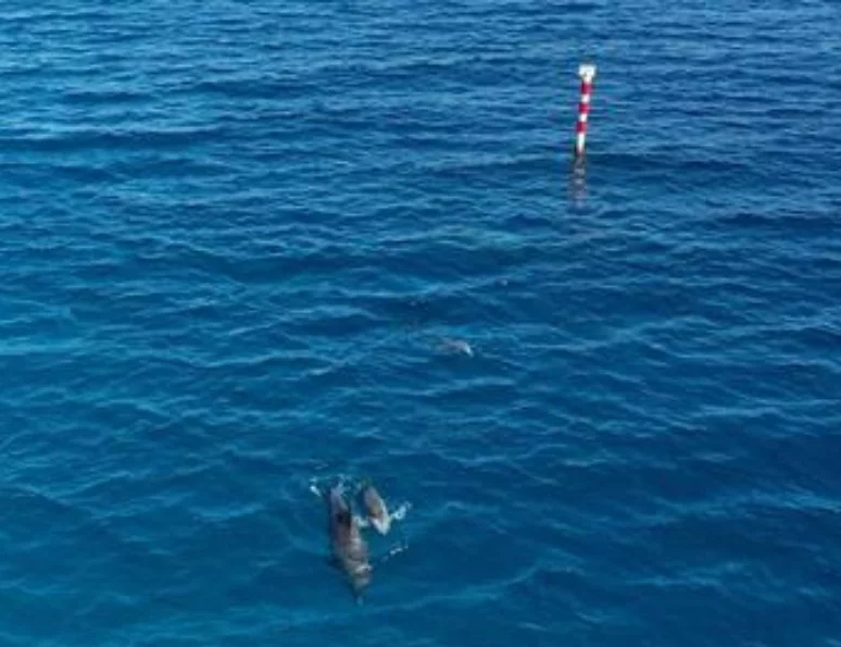 Mar Rojo y Delfines